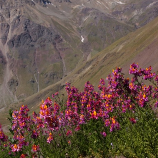 Schizanthus grahami